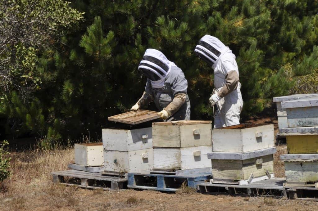 small-beehive-farm