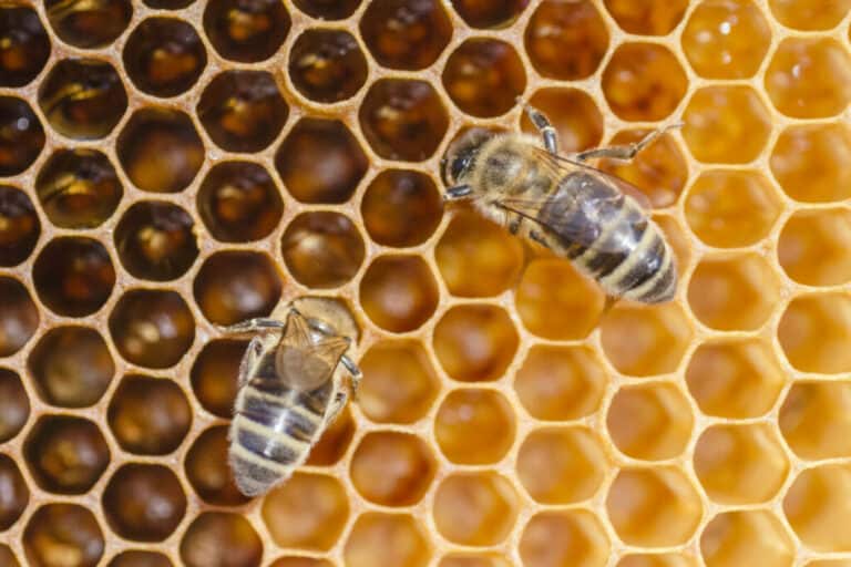 How Much Should I Feed My New Hives? Can I Feed Too Much?