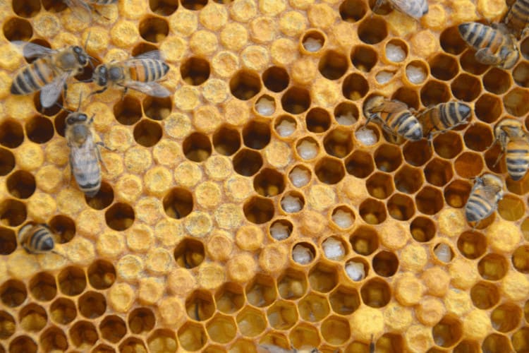 A bee frame of capped brood