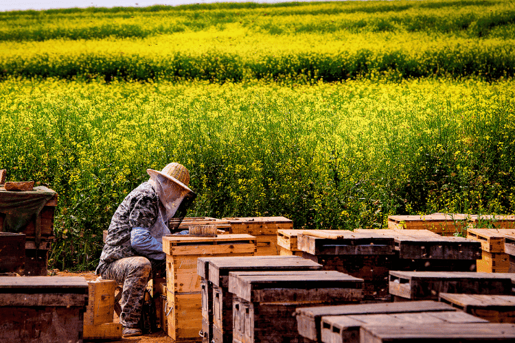 A beekeeper checking the beehives