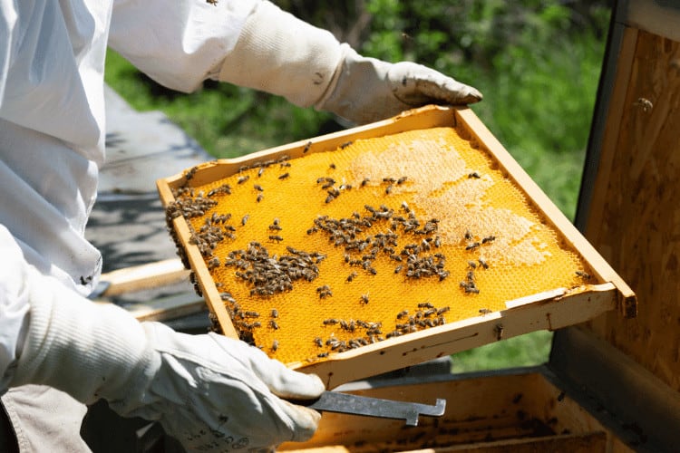 Nourishing Busy Bees: The Buzz about Candy Boards for Beehives