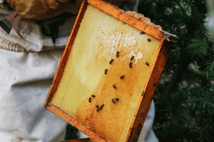 A beekeeper holding candy board in garden