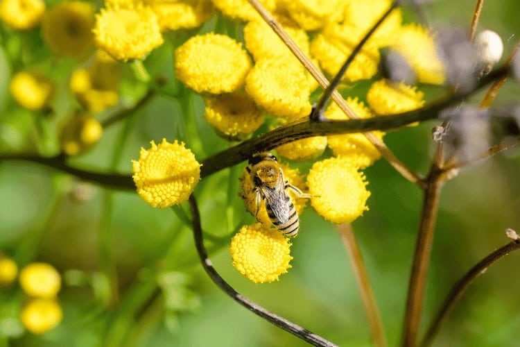 A plasterer bee sitting on a yellow flowers