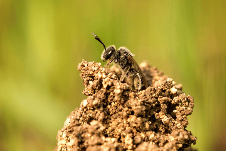 An oil-collecting bee in the nest