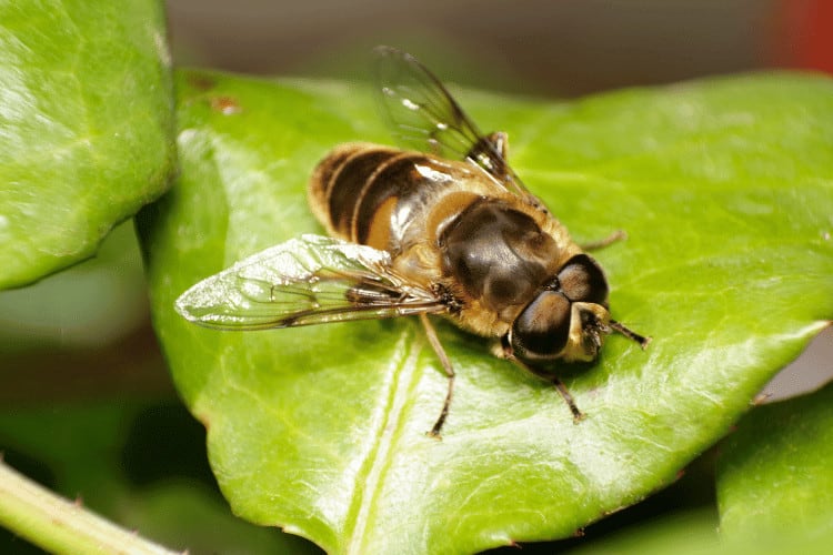Australian Native Bee setting on a green leave