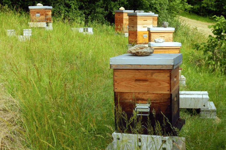 How Many Bee Hives per Acre? Finding the Goldilocks Hive Density 