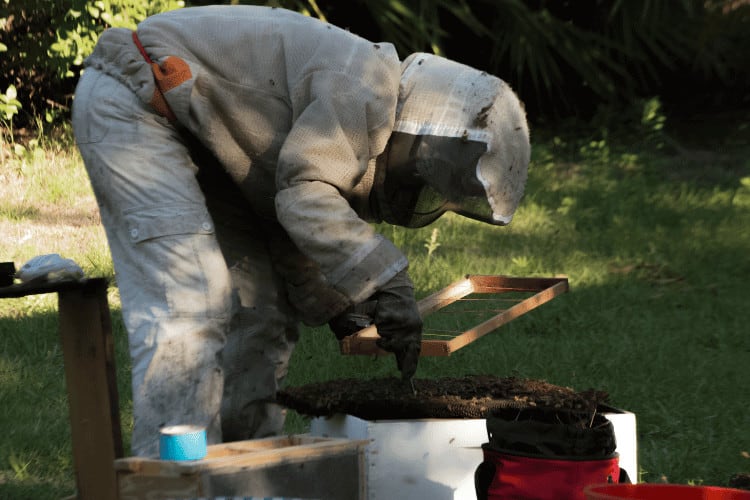 Bee Keeper Removing Honey Bee Nest