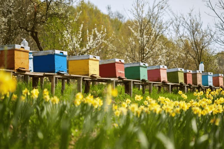 Bee hives in a garden close to flowers garden 