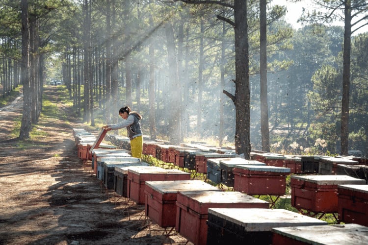 Beekeeper checking bee hives