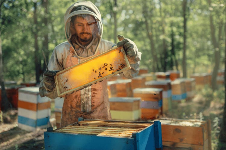 Bee Treatments: A Guide to Recognizing and Addressing Common Bee Diseases
