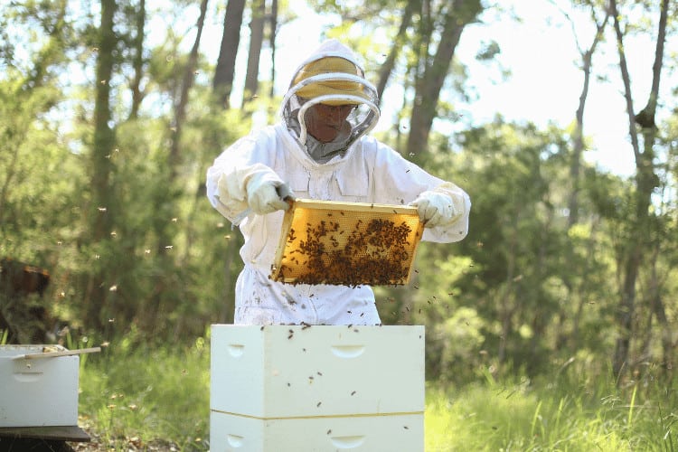 Beekeeper extracting honey in a protective beekeeping jacket