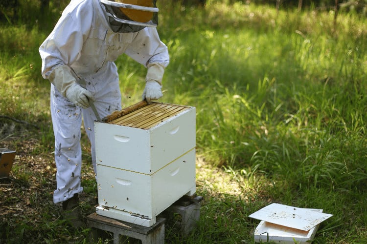 Beekeeper extracting honey in a farm 