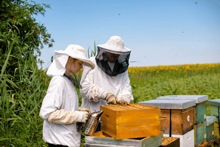 5 Best Beekeeping Courses for Beginners
