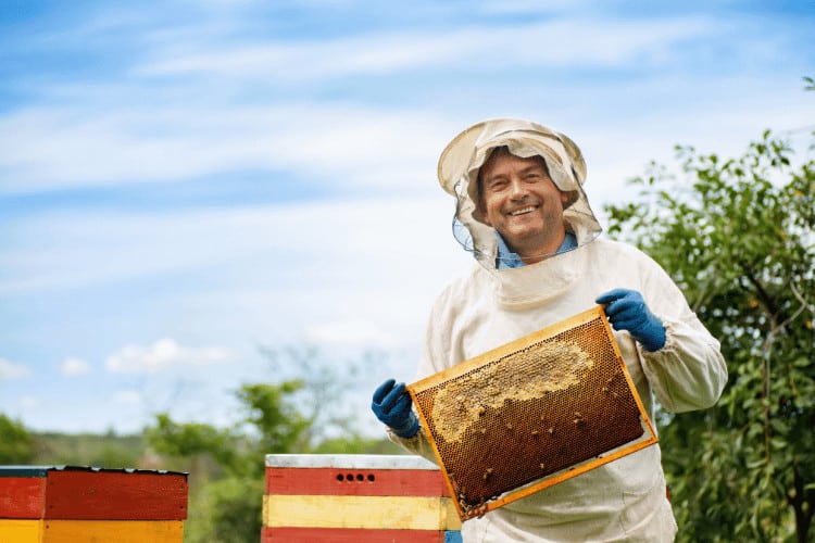 Beekeeper holding a bee hive frame at apiary