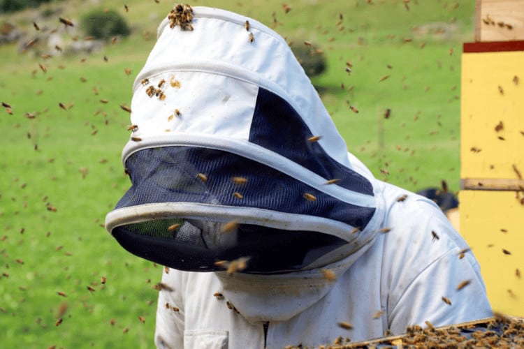 Beekeeper in his protective uniform with Bees and Hives