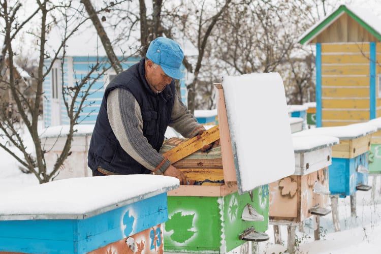 Beekeeper insulation hives with bees in winter