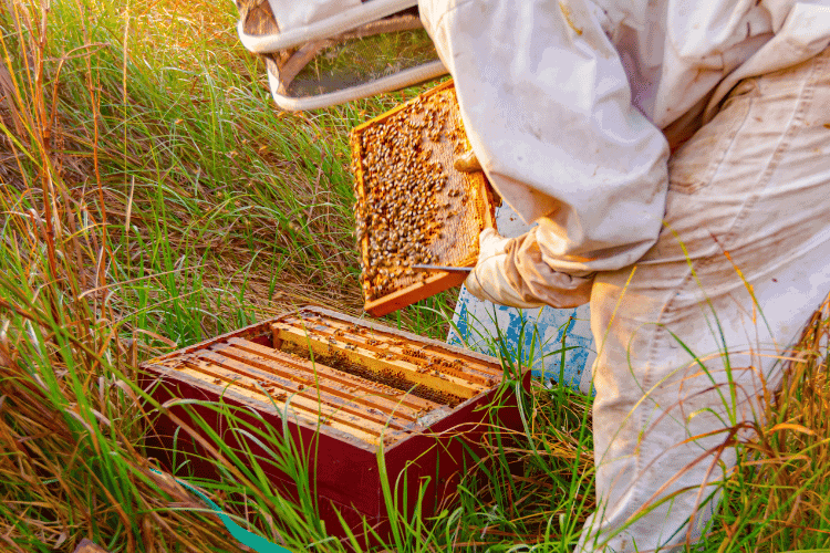 Beekeeper is checking bees on honeycomb wooden frame
