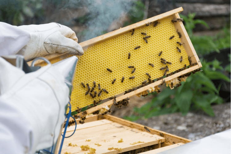 Beekeeper smoking with with bee smoker honeycomb frame with many bees