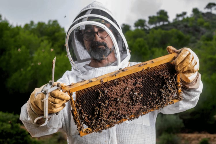 Beekeeper with honeycomb and honeycomb removal tool in field