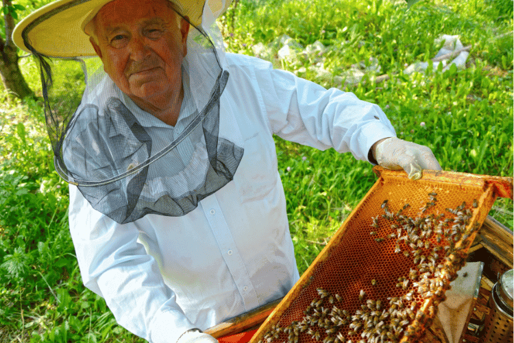 An old beekeeper working at apiary