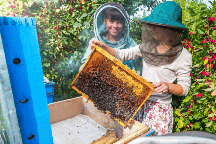 Beekeepers examining a honey bee frame with bees