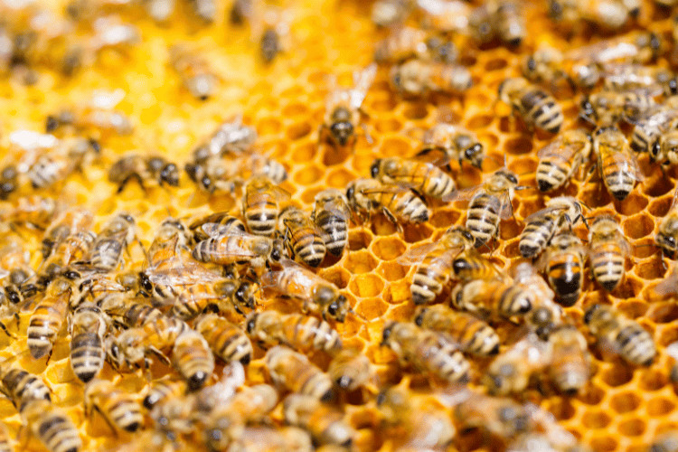 Top view of bees working in a honey comb