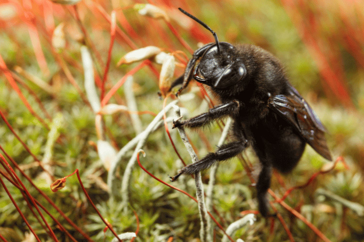 Black carpenter bee on moss