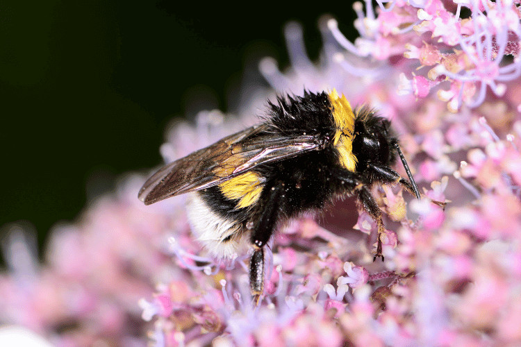 Bumblebee full of pollen on pink flower