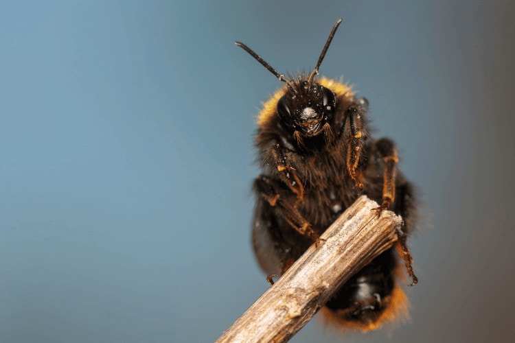 Bumblebee on a wooden stack, closeup