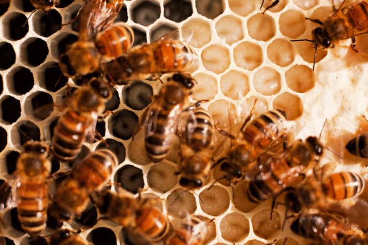 Capped Brood vs Capped Honey: A Beekeeper’s Guide