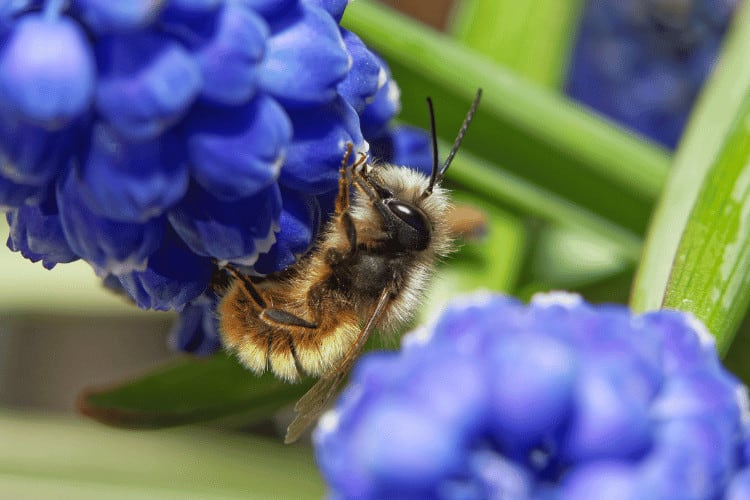 Bumblebees: The Gentle Giants of the Bee World