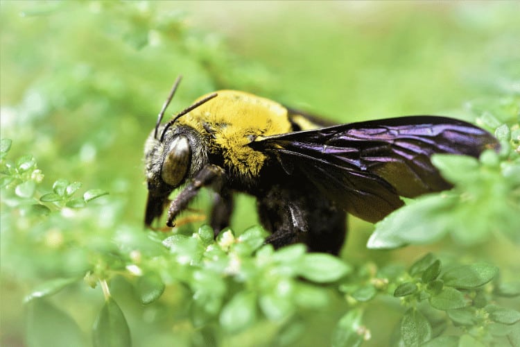 Close-up of a carpenter bee on green leaf