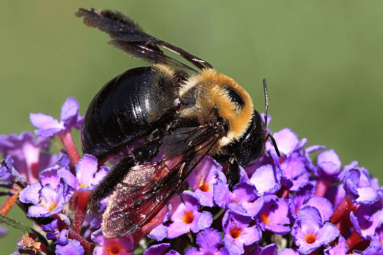 Close-up of a carpenter bee on purple flowers