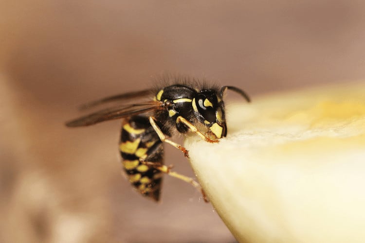 Wasps: Everything You Need to Know