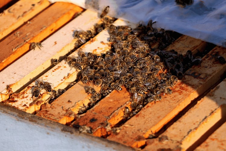 Winterizing Your Hive: Essential Honey Bee Hive Insulation Strategies