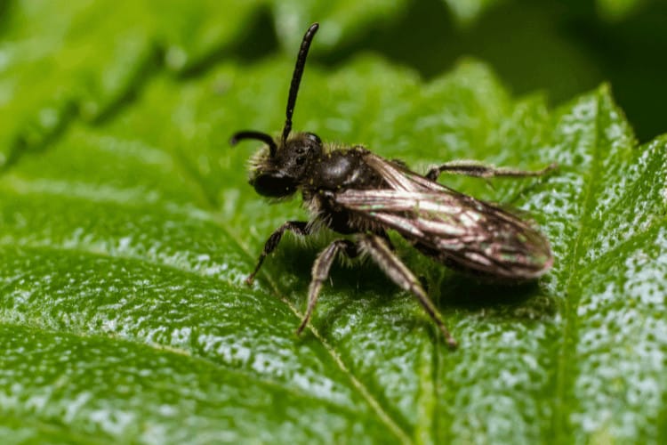 Closeup on a female furrow banded sweat bee on a green leaf