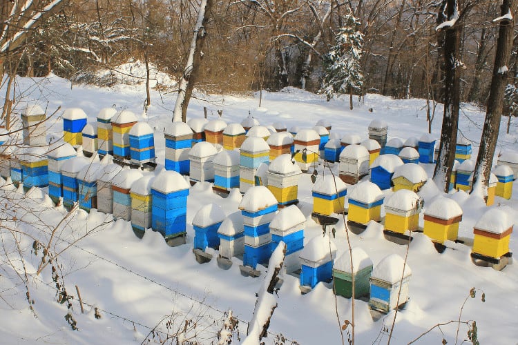 Colored wooden bee hives in winter
