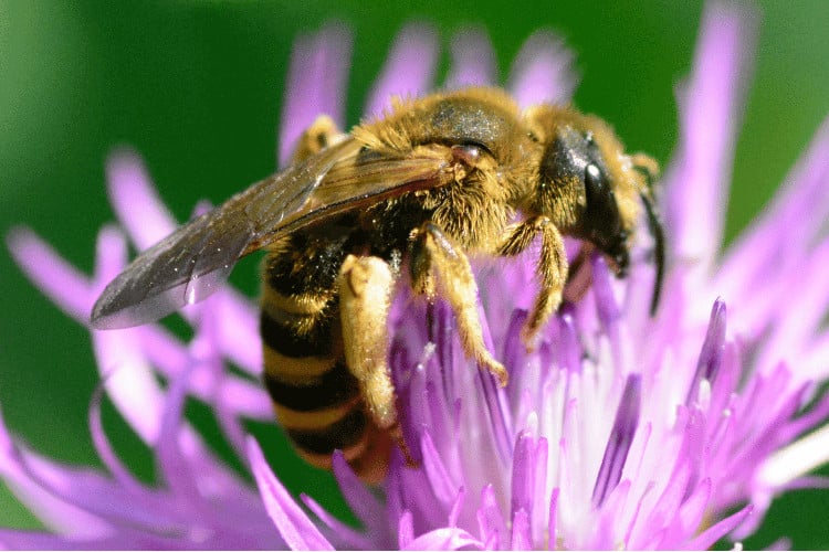 Furrow Bees: The Small Bees That Do Big Things!