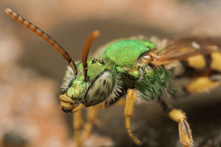 Green Metallic sweat bee, closeup