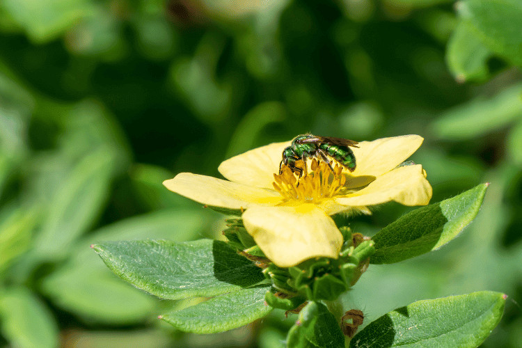 Green Sweat Bees: A Beautiful and Important Pollinator