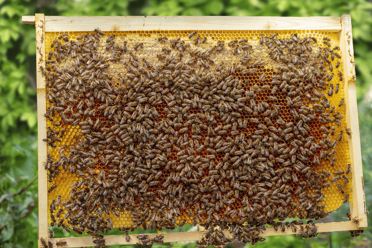 Healthy honey bee frame covered with bees and capped honey