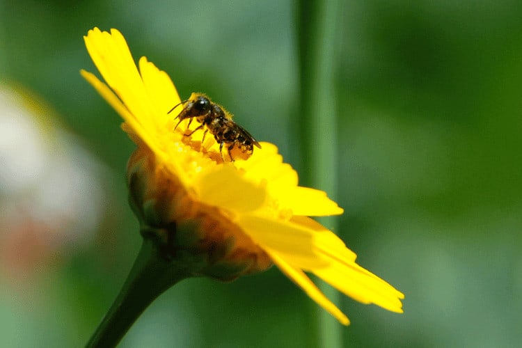 Resin bee on a corn marigold