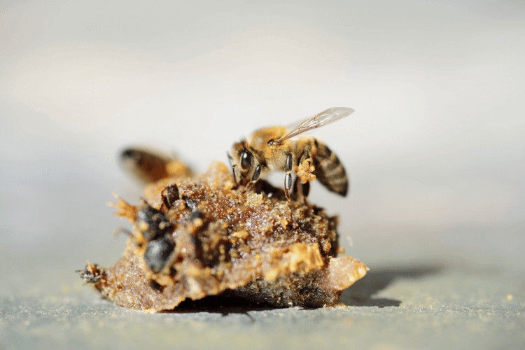 Honey bee collecting propolis granules