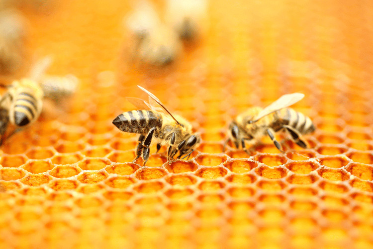 Honeybees in honeycomb