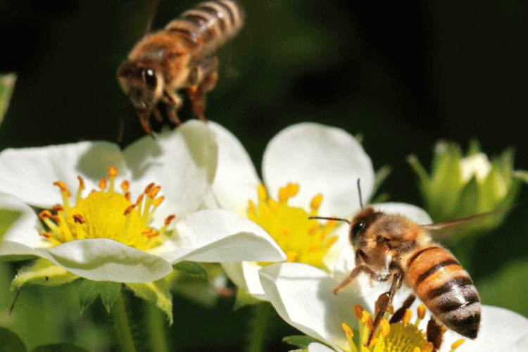 Honeybees on white flowers