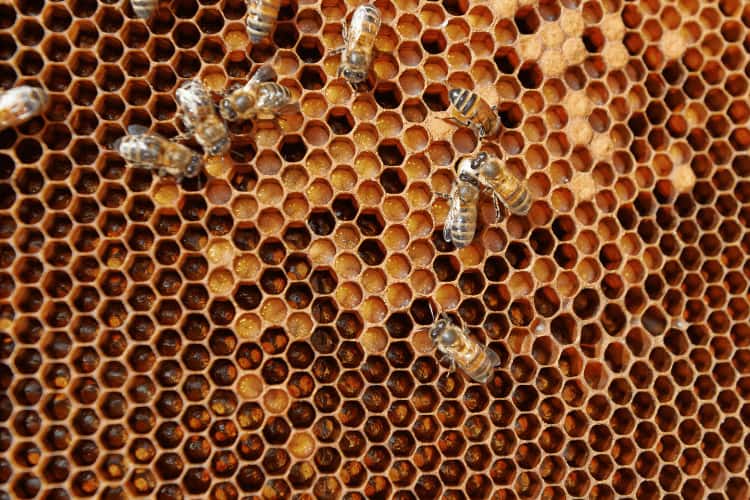 Honeycomb with eggs, larvae and capped brood