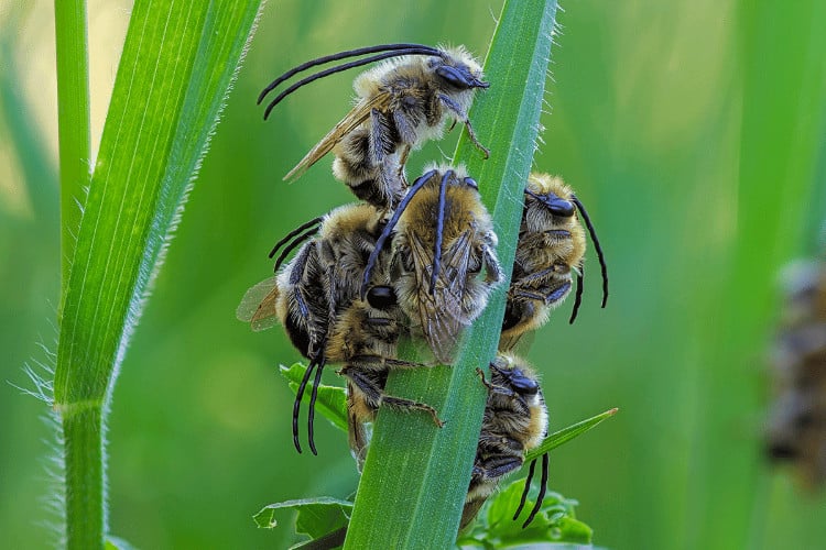 Long horned bees sleeping on a green long plant branches 