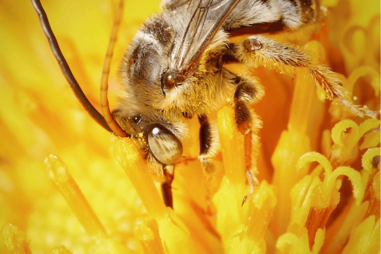 Male long-horned bee on a yellow flower, closeup