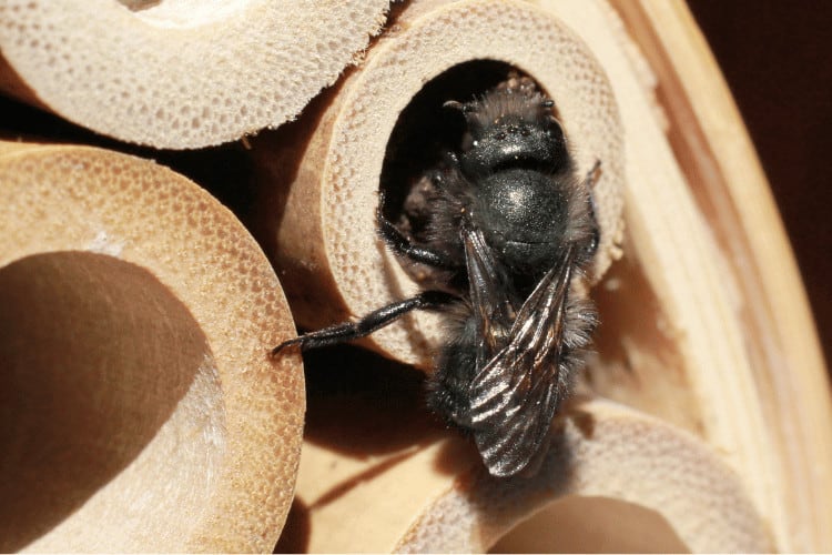 Mason Bees 101: Your Ultimate Guide to These Pollinators