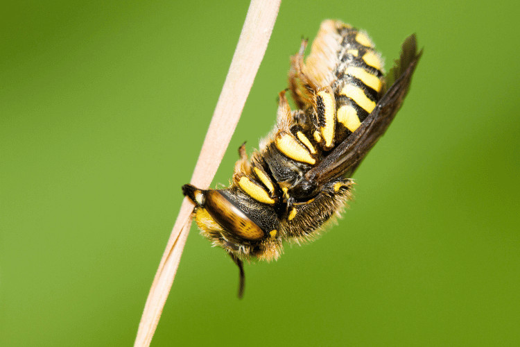Plasterer bee on a blurred background